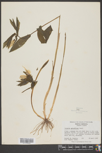 Uvularia grandiflora image