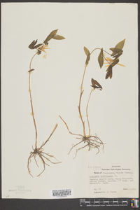 Uvularia perfoliata image