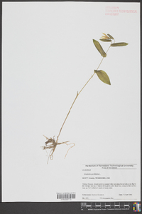 Uvularia perfoliata image