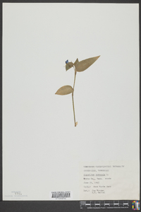 Commelina communis image