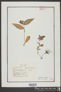 Commelina communis image