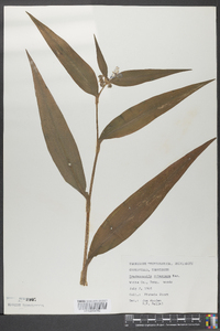 Tradescantia subaspera image