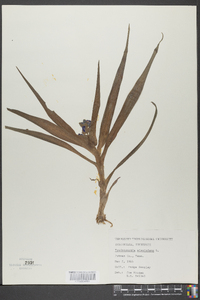 Tradescantia virginiana image