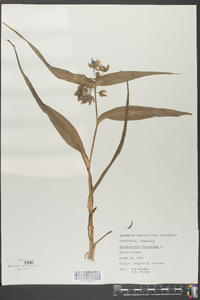 Tradescantia virginiana image