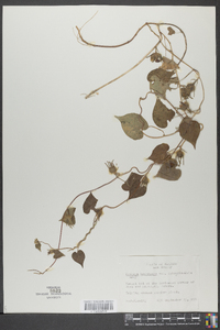 Ipomoea hederacea image