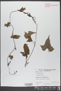 Ipomoea lacunosa image