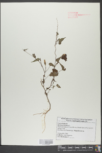 Ipomoea lacunosa image