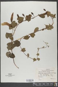 Ipomoea pandurata image