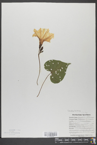 Ipomoea pandurata image