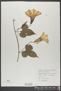 Ipomoea pandurata image