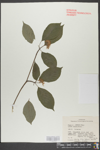 Cornus alternifolia image