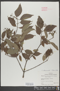 Cornus asperifolia image