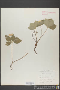 Cornus canadensis image