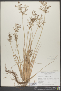 Fimbristylis miliacea image