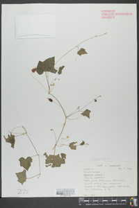 Melothria pendula image