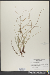 Carex nigromarginata image