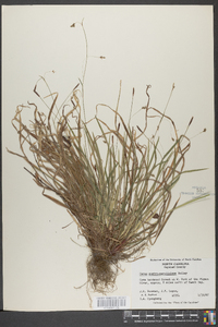 Carex austrocaroliniana image