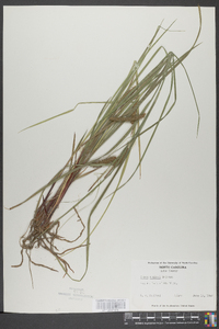 Carex baileyi image