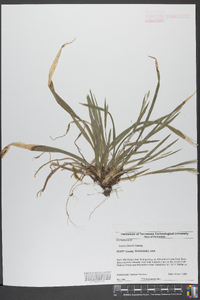 Carex kraliana image