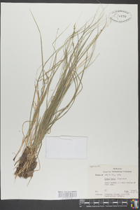 Carex atlantica subsp. capillacea image