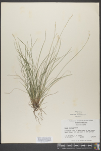 Carex eburnea image