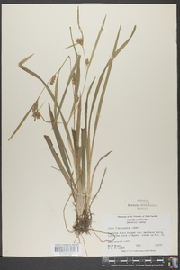 Carex flaccosperma image