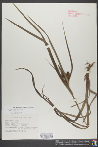 Carex scabrata image