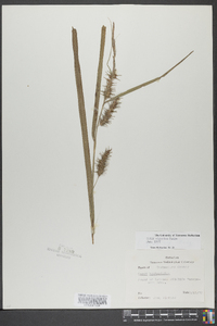 Carex gigantea image