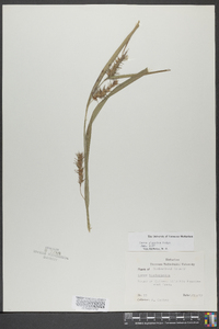 Carex gigantea image