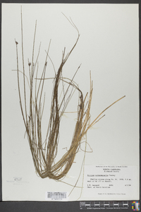 Schoenoplectus subterminalis image