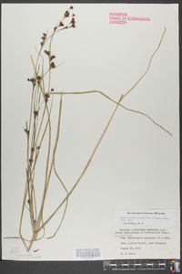 Rhynchospora capitellata image