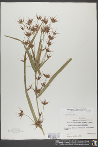 Rhynchospora corniculata image