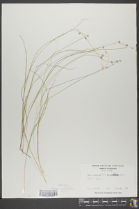 Carex muricata image