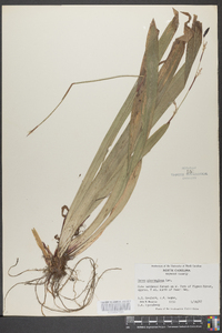 Carex plantaginea image