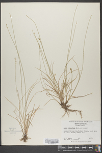 Carex retroflexa image