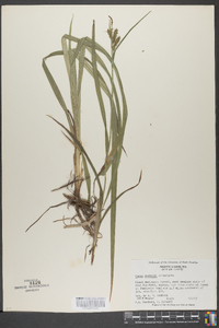 Carex scabrata image