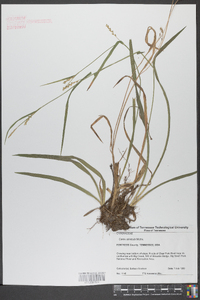 Carex striatula image