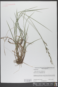 Carex swanii image