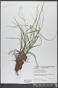 Carex swanii image