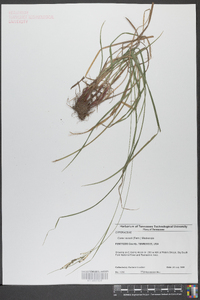 Carex swanii image