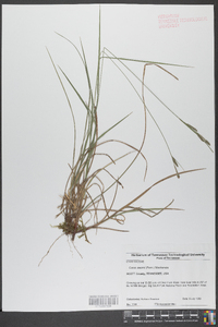 Carex swanii image