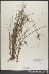 Carex tenax image