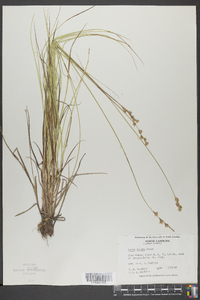 Carex tenera image