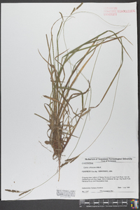 Carex virescens image