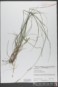 Carex virescens image