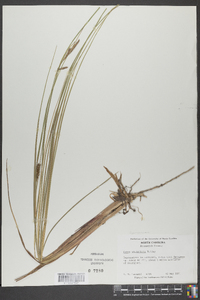 Carex walteriana image