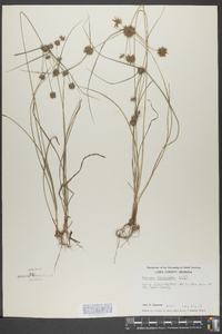 Cyperus filiculmis image