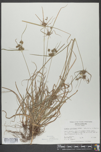 Cyperus globulosus image