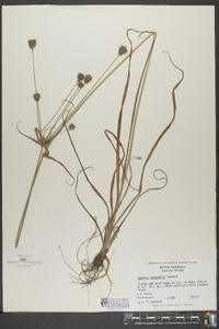 Cyperus plukenetii image