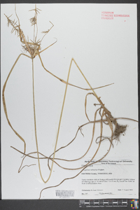 Cyperus refractus image